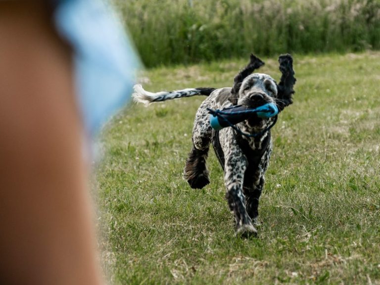 Rennender Hund mit Futterbeutel im Maul