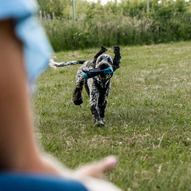 Rennender Hund mit Futterbeutel