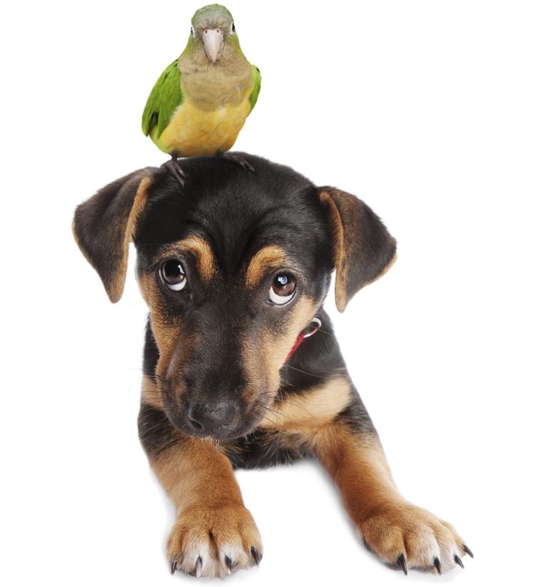 Hund mit Kanarienvogel auf dem Kopf