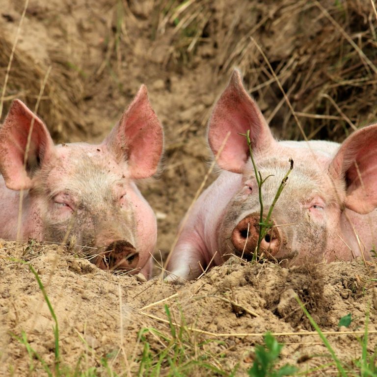 Zwei schlafende Schweine