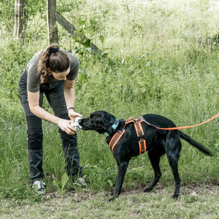Hund beim Anriechen eines Geruchsträgers